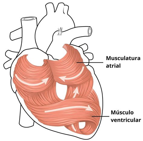 músculo cardíaco